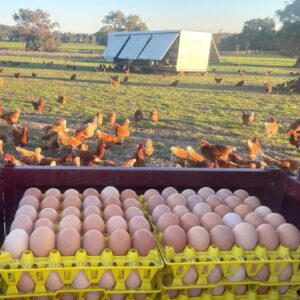 Trays of pasture raised eggs (30 eggs)