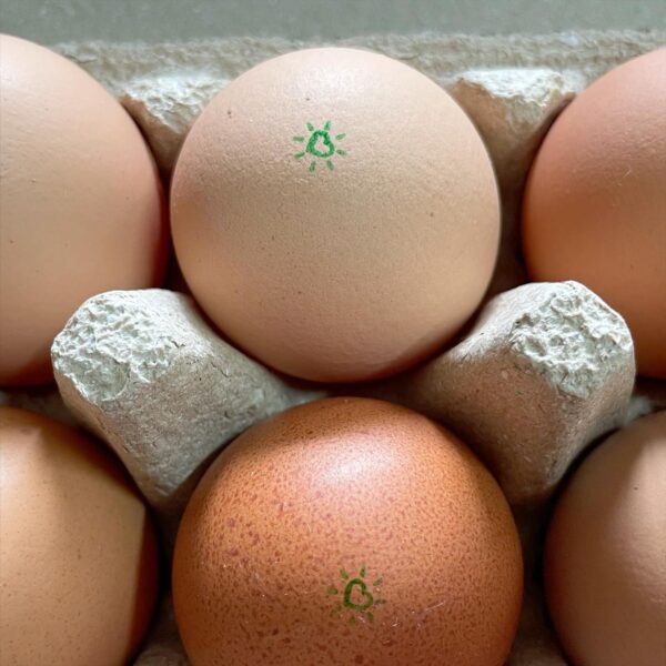 Trays of pasture raised eggs (30 eggs) - Image 3